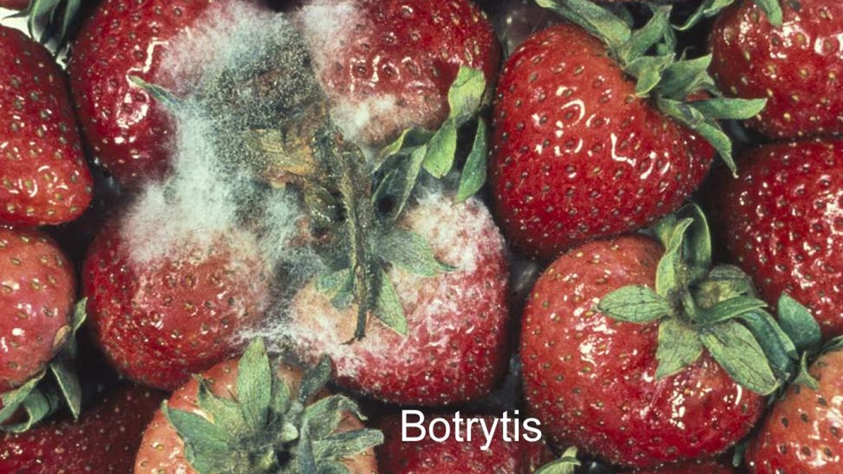 Botrytis cinerea en berries y el reto de mantener la calidad del fruto.jpg